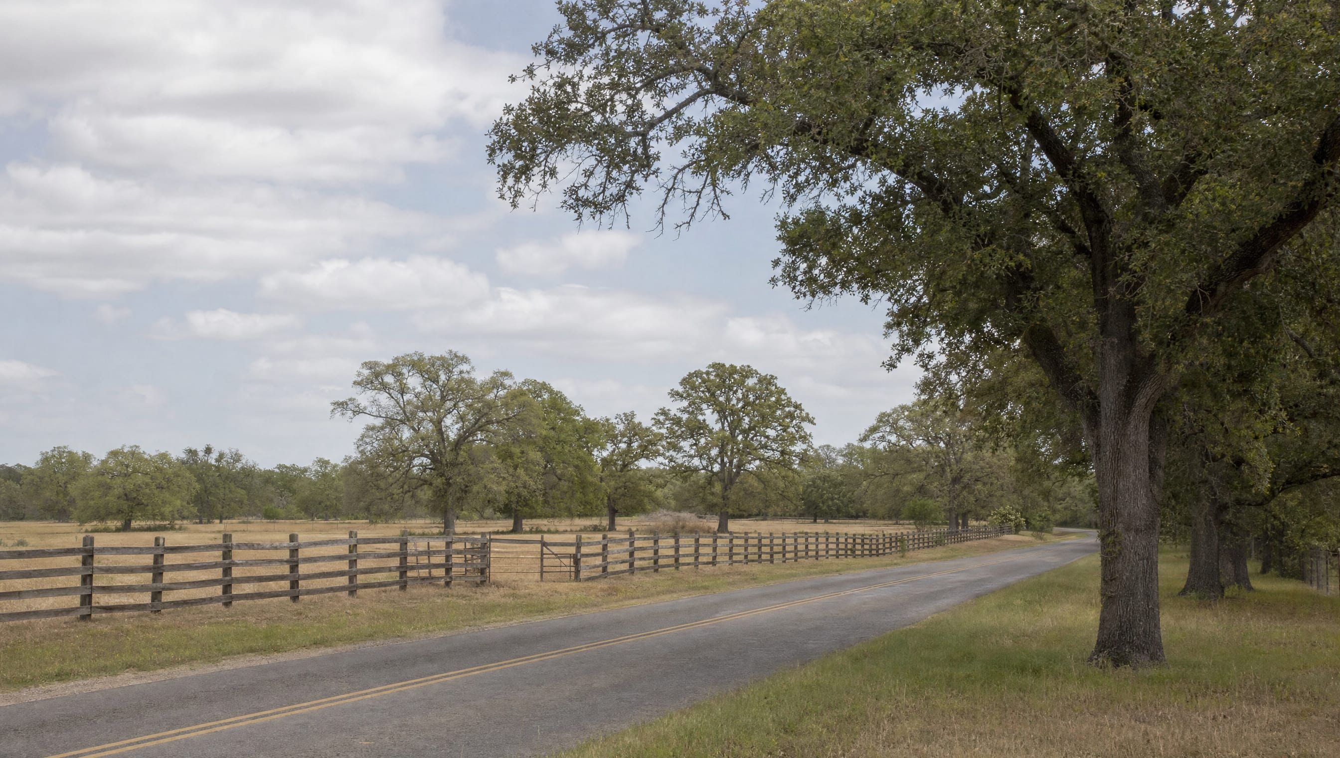 A quiet Fort Bend County, Texas country road lined with mature live oaks beside open pastureland under a soft sky