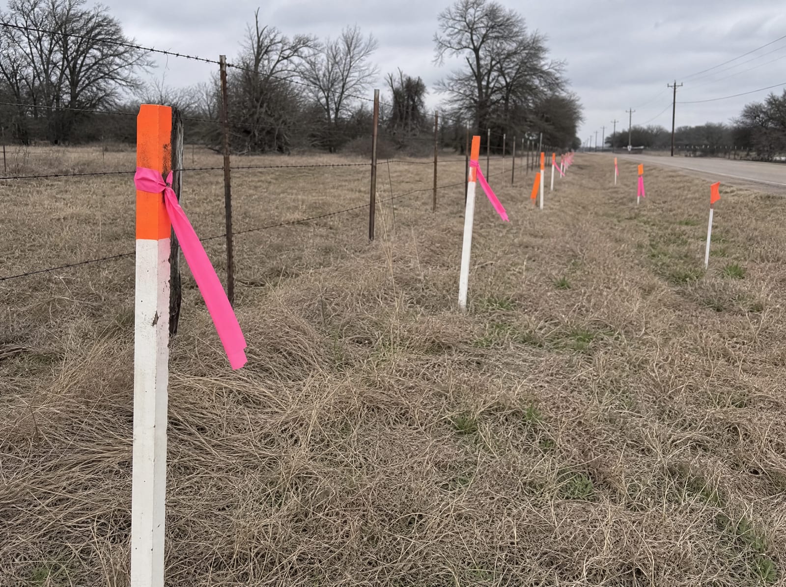 A line of orange survey stakes and pink and orange right-of-way marker flags across a dry Texas field along a property boundary beside a rural road