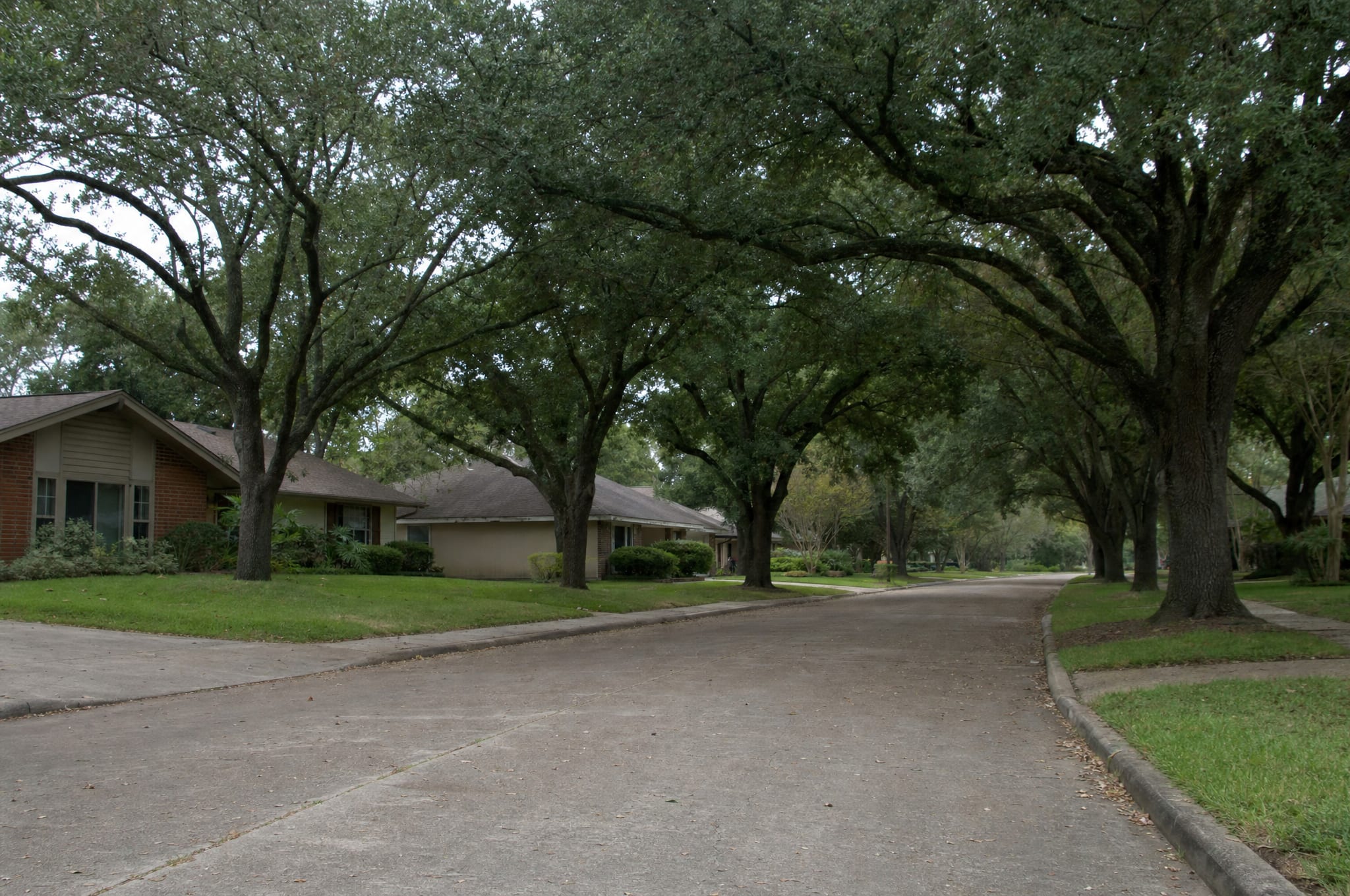 A quiet Fort Bend County residential street lined with live oaks and modest homes under a soft sky