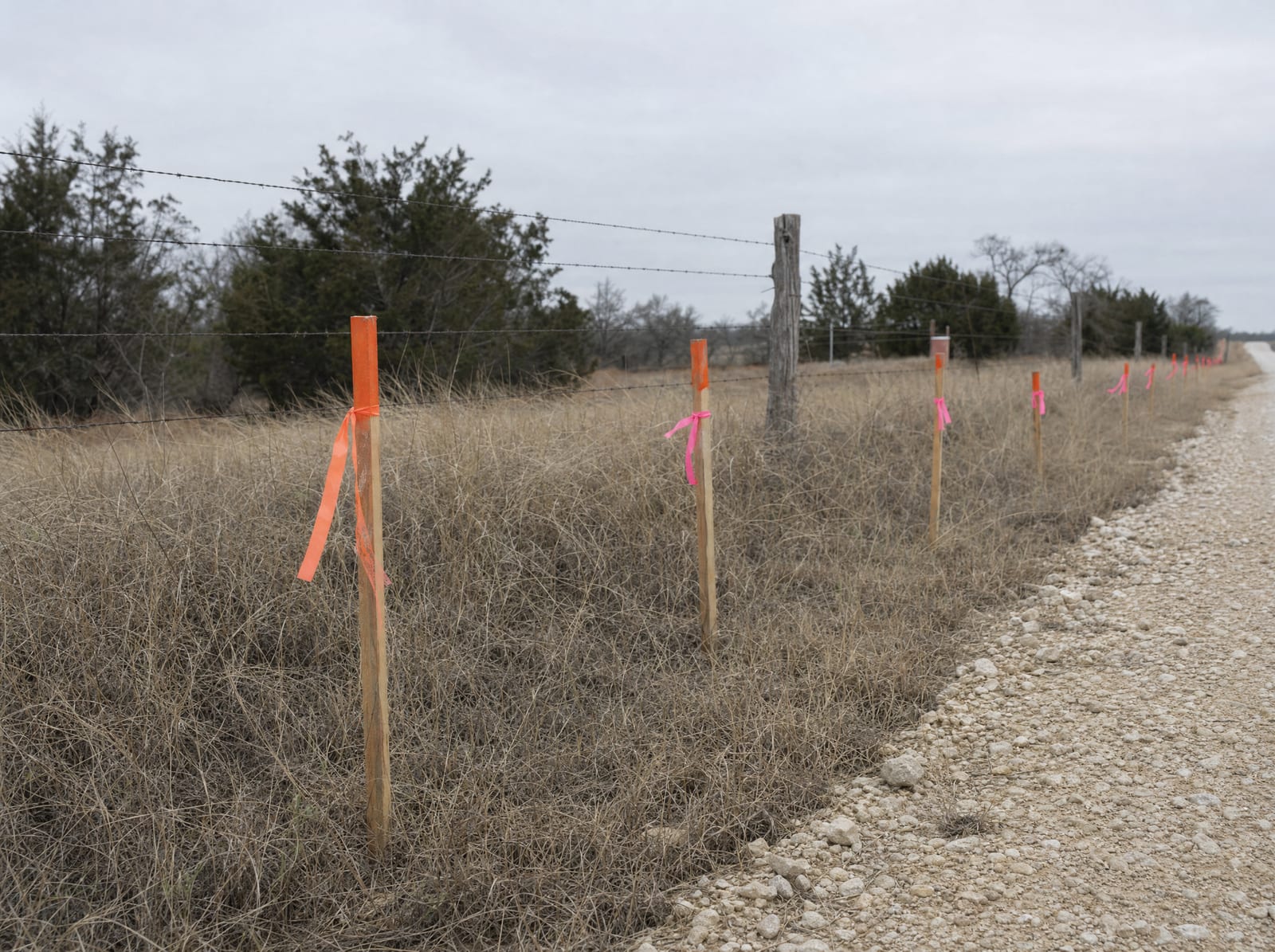 Orange survey stakes and pink right-of-way marker flags planted in a line across a field of dry grass beside a rural road and a weathered cedar-post fence