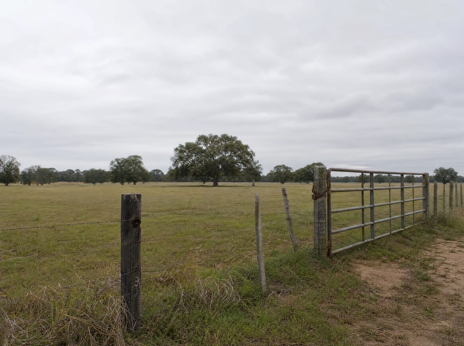 Open Texas ranch and pasture land on the edge of Fulshear in Fort Bend County, with a wire-and-post fence line, a simple metal ranch gate, scattered mature live oaks, and flat grazing land under a big pale overcast sky