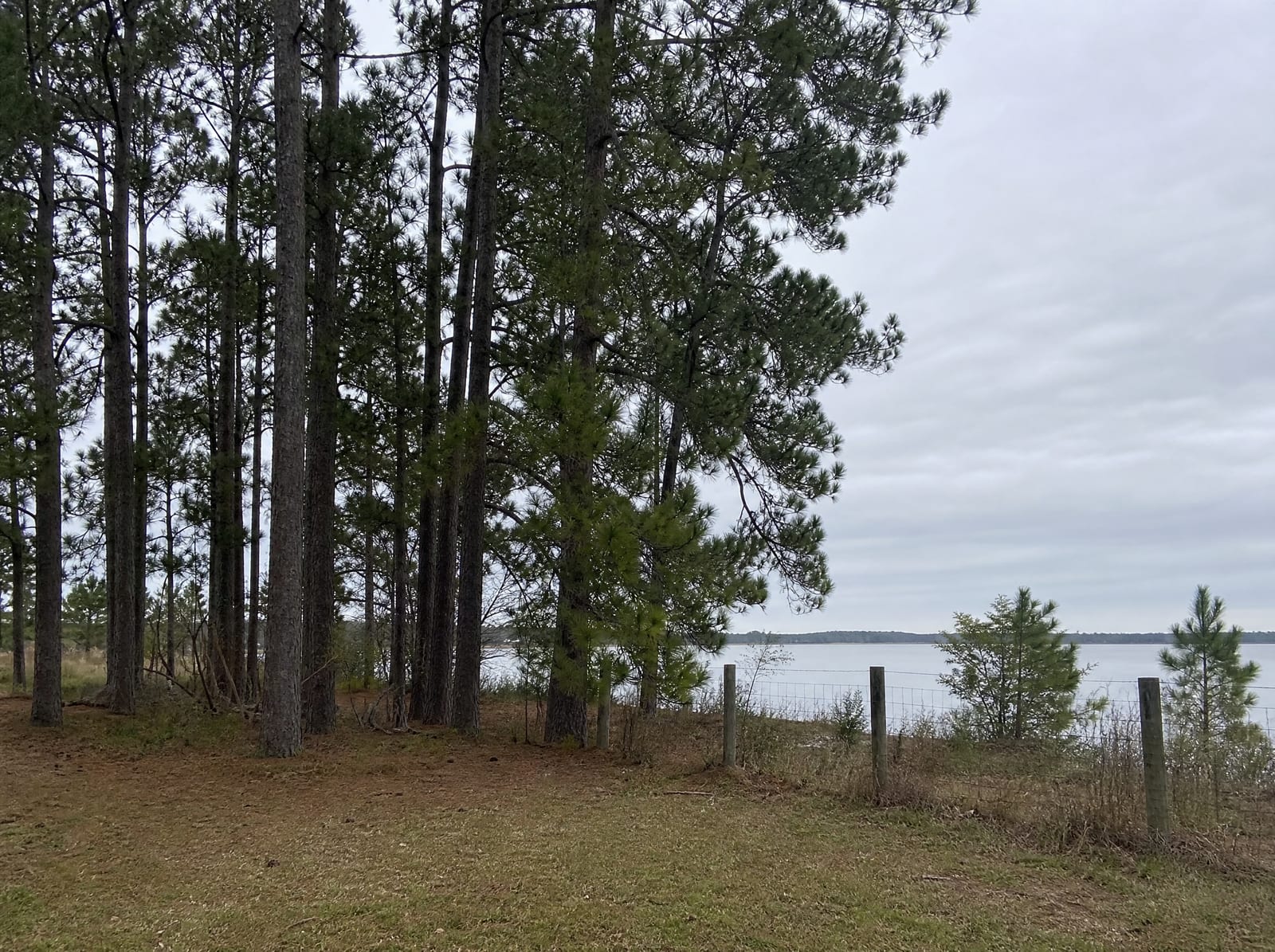 A wooded scene near Lake Houston on the edge of Humble, Texas, with tall loblolly pines at the edge of a modest grassy property, a wire fence, and a glimpse of calm water beyond under a big pale overcast sky