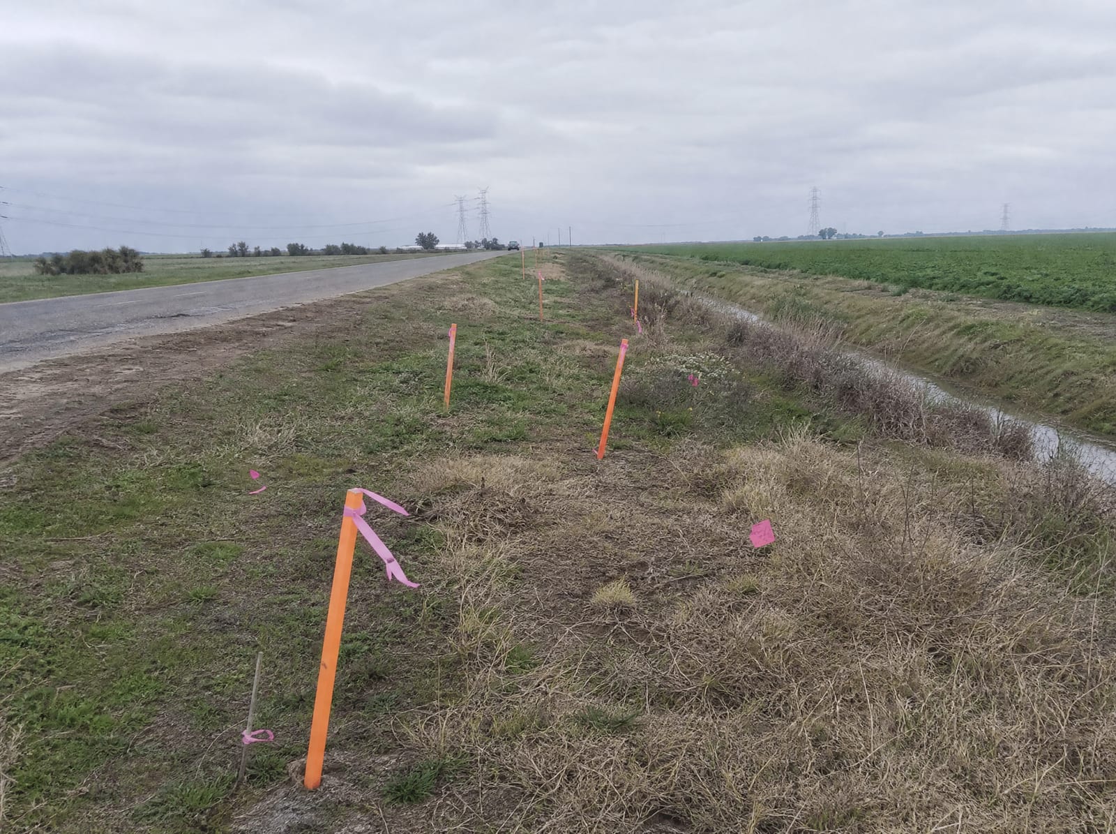 Orange survey stakes and pink right-of-way flags across a flat farm frontage tract beside a farm-to-market road near Needville, Texas, with distant transmission towers and a drainage ditch, showing right-of-way acquisition pressure