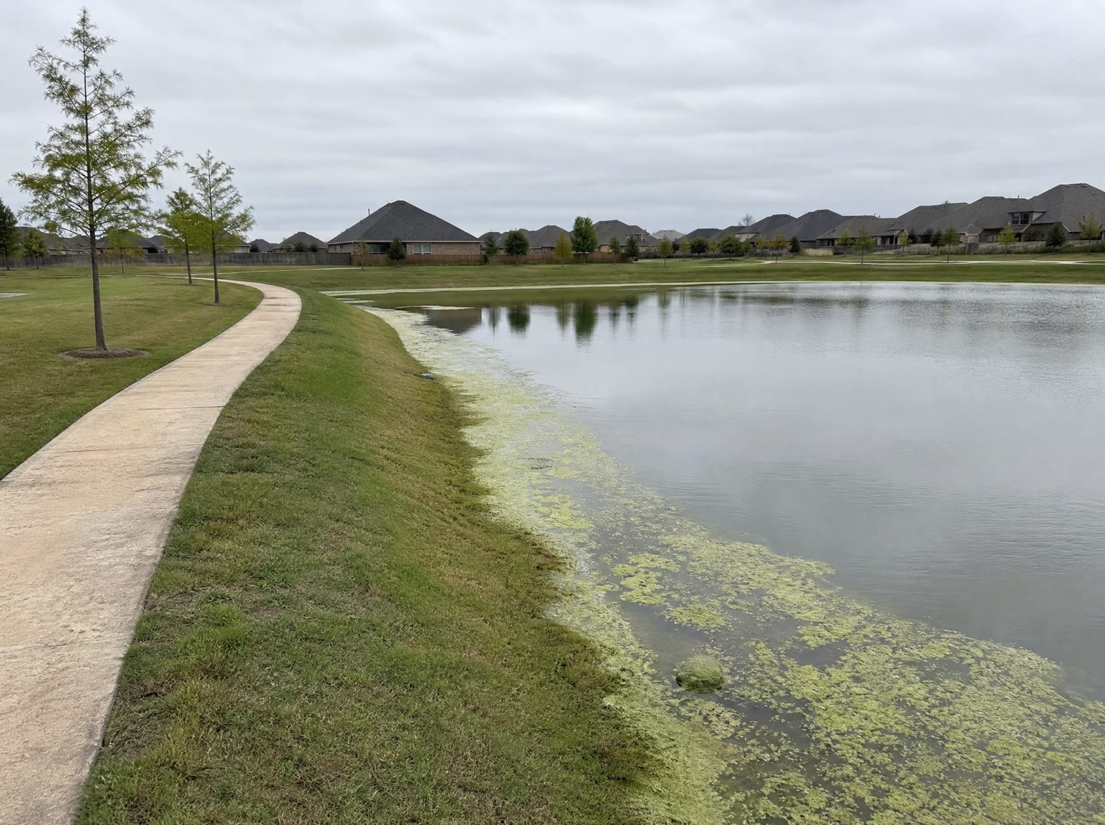 A landscaped retention lake in a suburban Pearland, Texas community, with mown grassy banks, a paved walking path, young trees, and newer brick-home rooftops beyond under an overcast sky